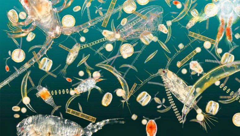 Plankton Nedir, Ne Işe Yarar Zararlı Mı, Özelliği Ne3