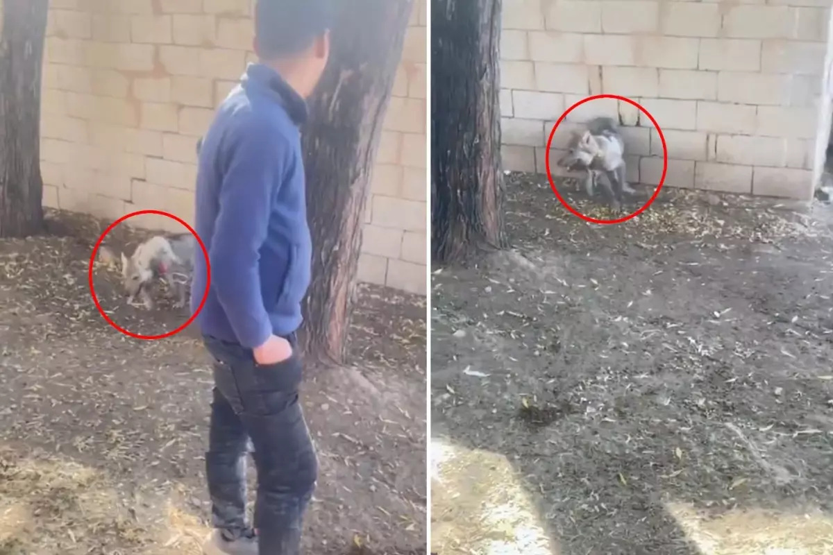Van’da Yavru Kurdun Tasmayla Bağlanması Tepki Çekti