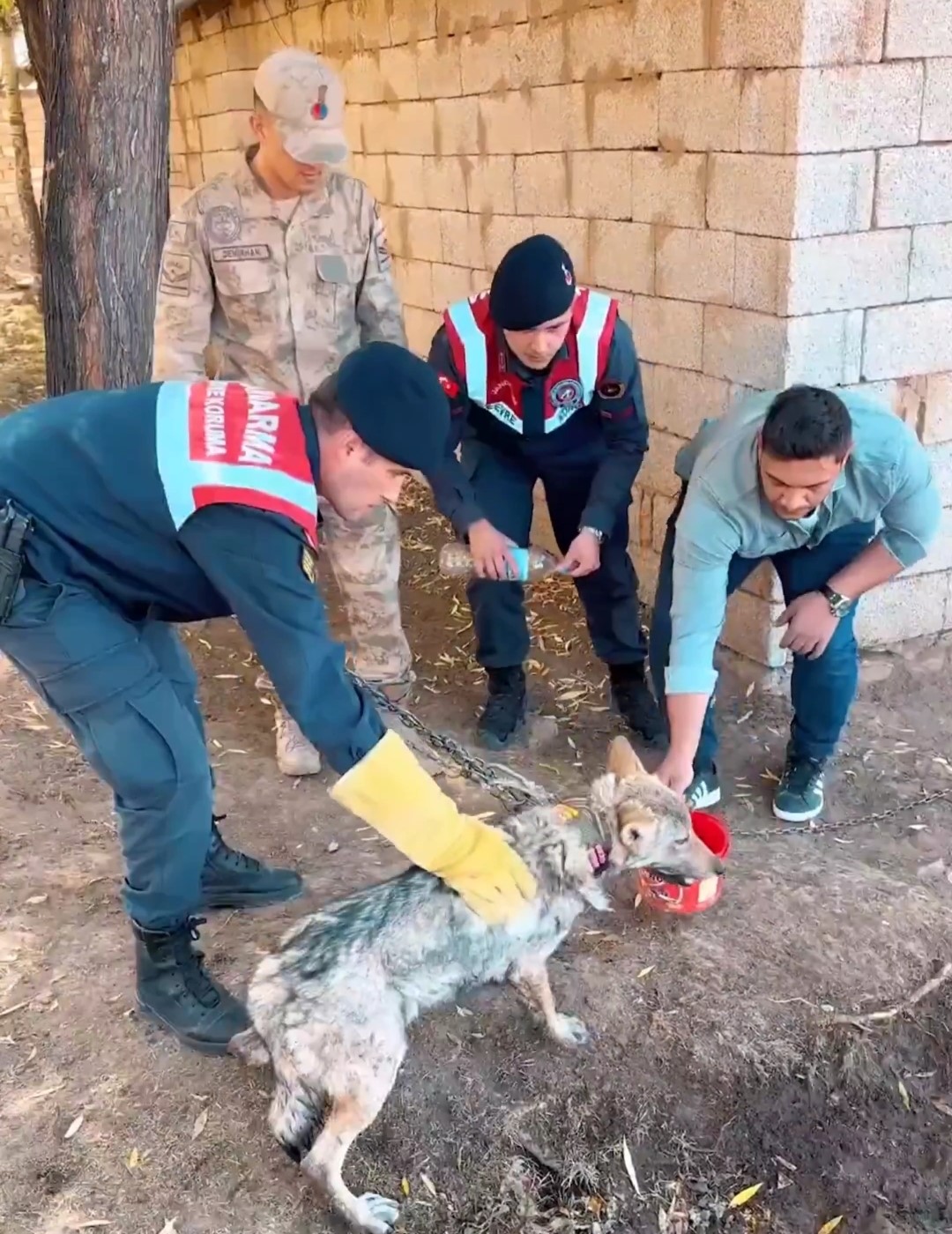 Van’da Zincire Bağlanan Kurt Kurtarıldı Eziyet Eden Şahsa 81 Bin Tl Ceza