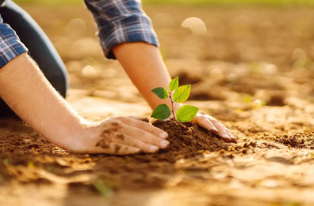 Atatürk'ü Anma Günü Ile Milli Ağaçlandırma Günü'nde Okullarda Fidan Dikilecek2