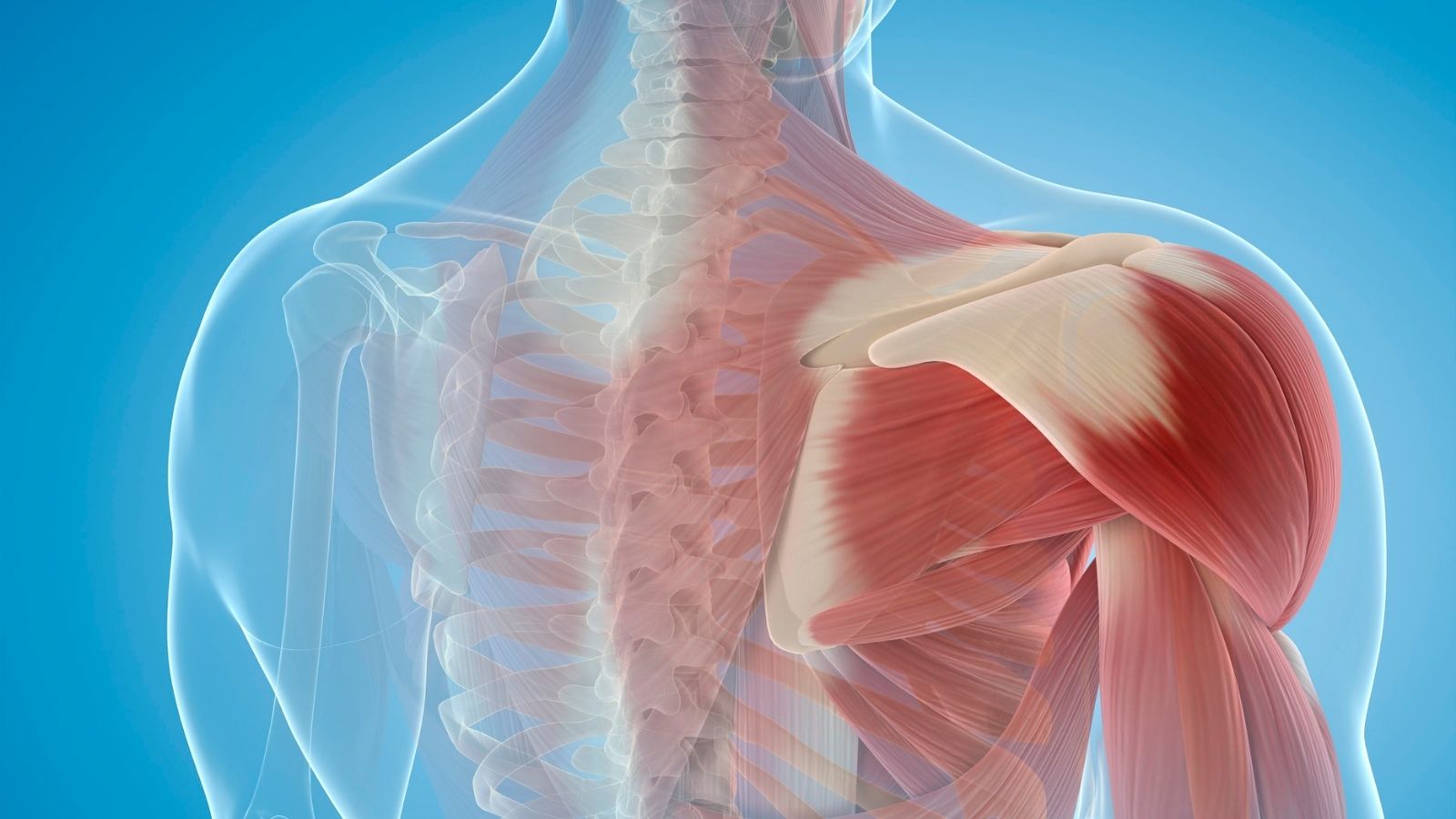 Kas Yırtılması Nedir Belirtileri, Nedenleri Ve Tedavisi2