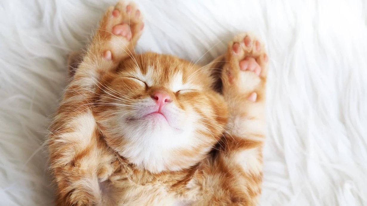 Kedi-3