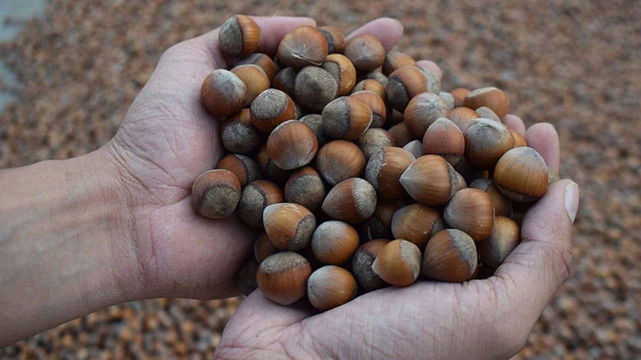 Nutella’nın Üretici Firması, Türkiye’den Fındık Alımını Durdurdu! Sebep Kokarca Böceği1