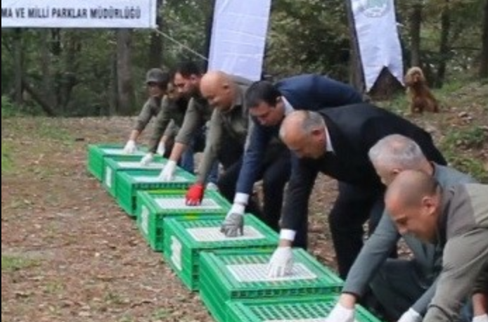 Ordu Sülün Salındı