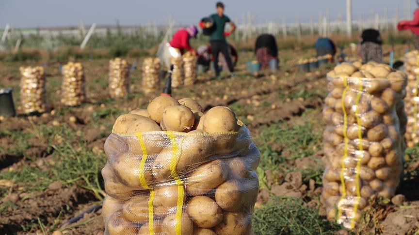 Patates, Soğan, Marul... Market Ve Üretici Arasındaki Fiyat Farkı Dudak Uçuklattı1