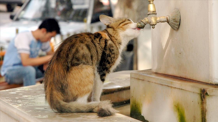 Thumbs B C 2Ffe8723Cae0Ca78E631A9D3D3764461