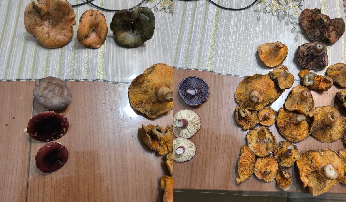 3 Kırklareli Dereköy Yolunda Harikalar Diyarı