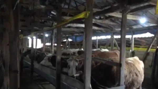 İZMİR ŞAP KARANTİNA