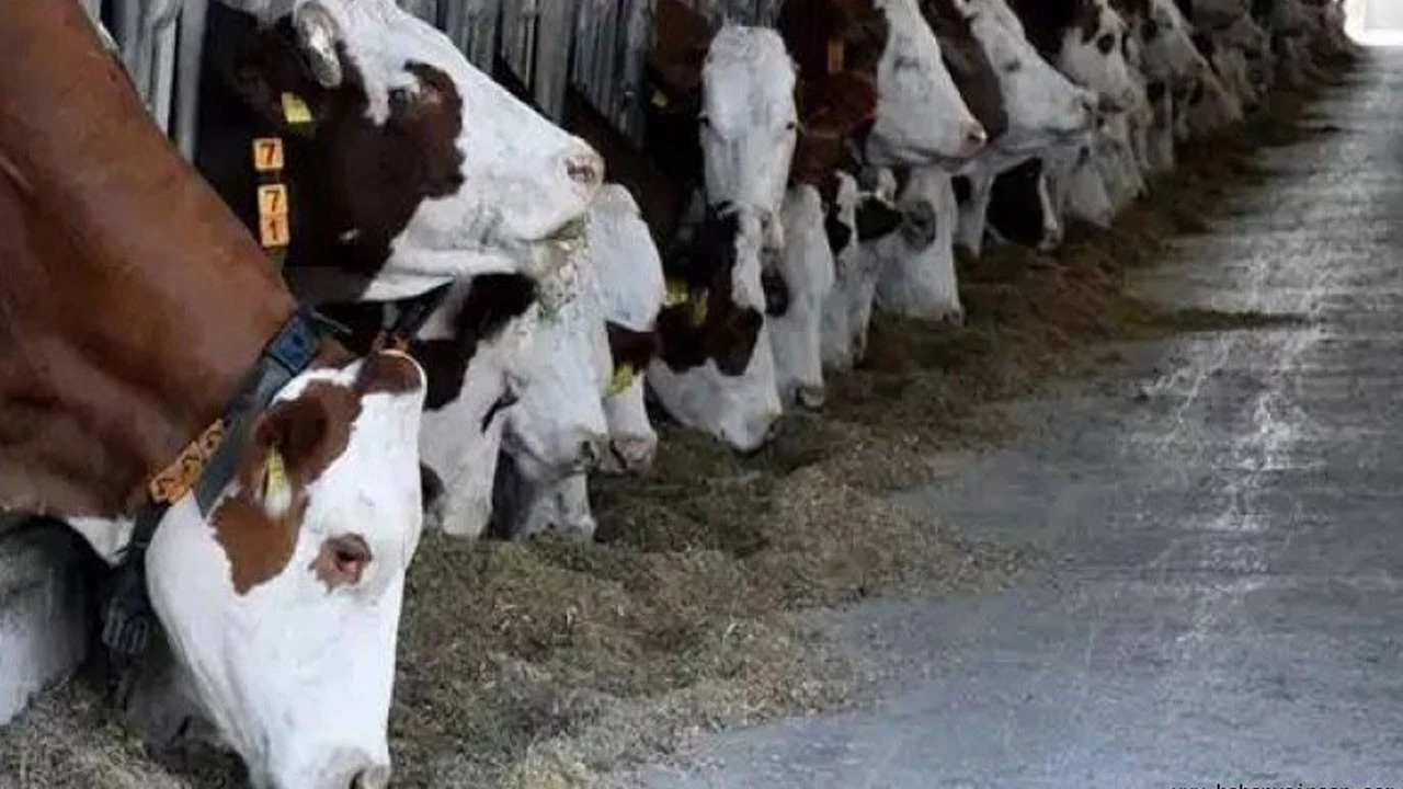 Git Gide Yayılıyor! Muğla’da Şap Alarmı 11 Mahalle Karantinaya Alındı1