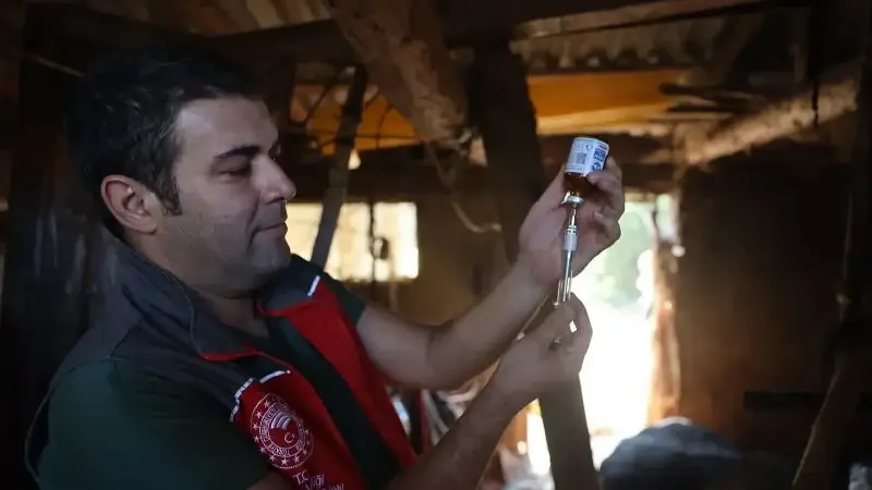 Git Gide Yayılıyor! Muğla’da Şap Alarmı 11 Mahalle Karantinaya Alındı2