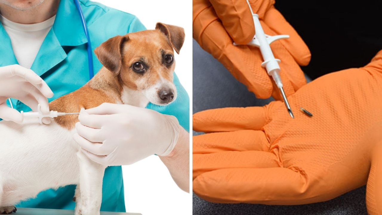 Hayvanlara Mikroçip Uygulaması