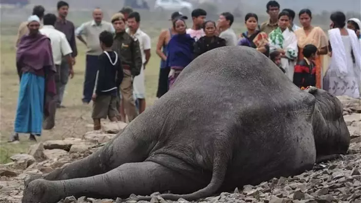Hindistan’ın Kuzeydoğusundaki Assam Eyaletinde Bir Trenin Çarptığı Fil Sürüsünde 7 Fil Hayatını Kaybetti.
