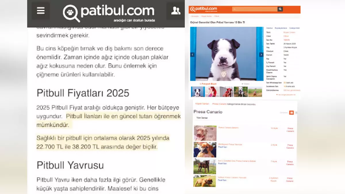 Patibull
