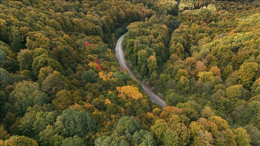 Resmi Gazete’de Yayımlandı 11 Ilde Orman Sınırları Yeniden Çizildi2