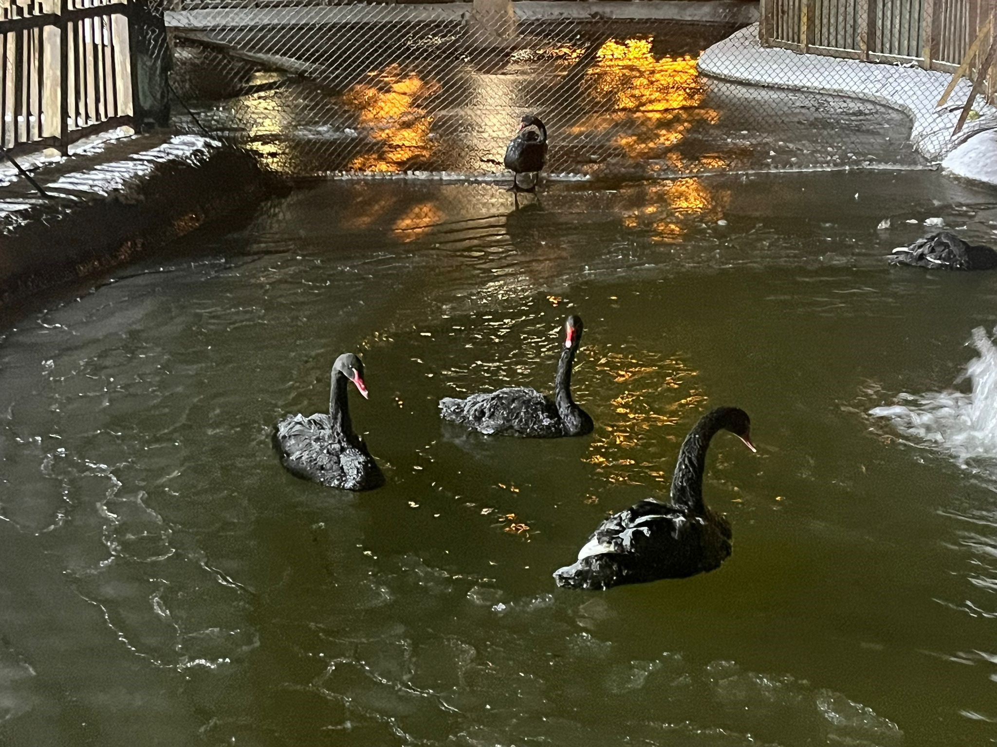 Ankara’da Sibirya Soğuğu Termometreler 11’I Gösterdi1