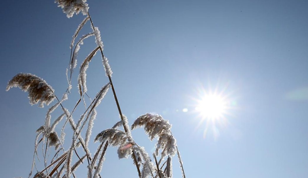 Azot Döngüsü Nedir 2