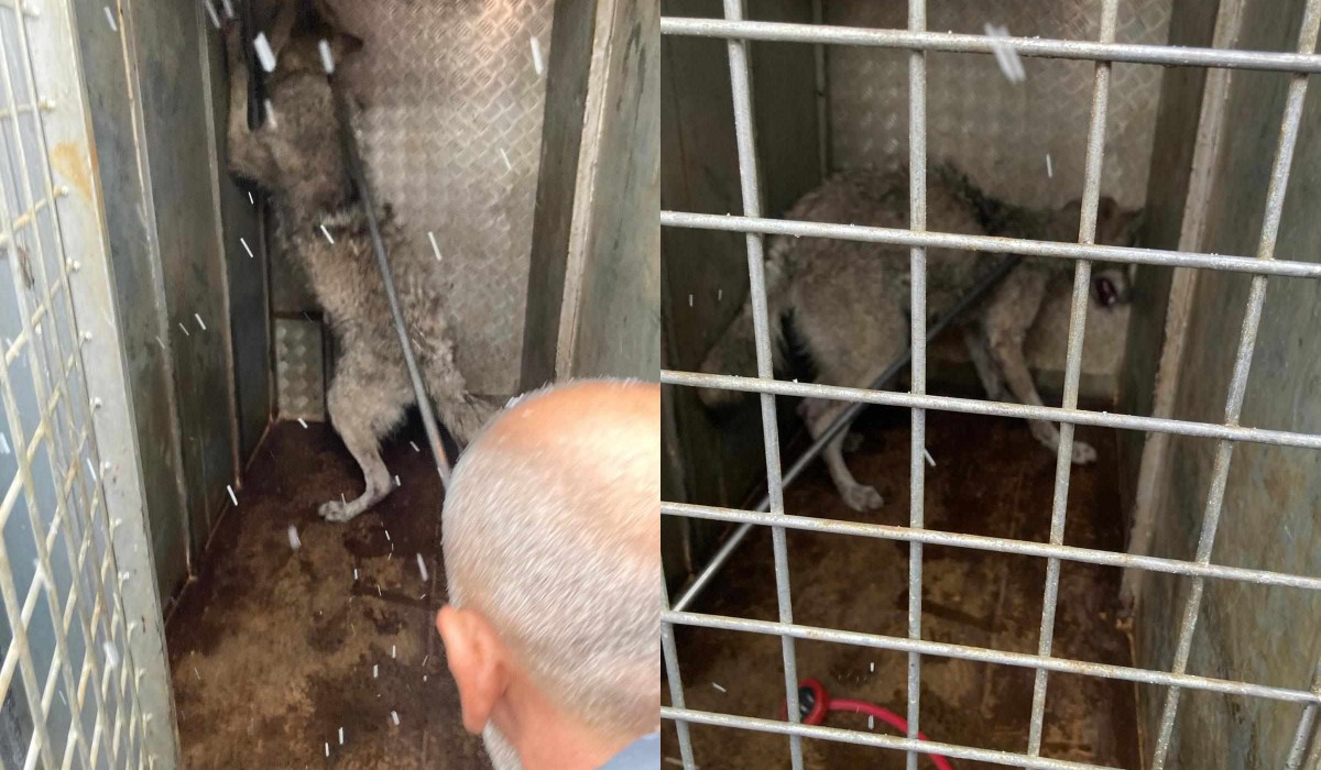 Bingöl’de Beklenmedik Misafir Kurt, Lastiklerin Arasına Saklandı1