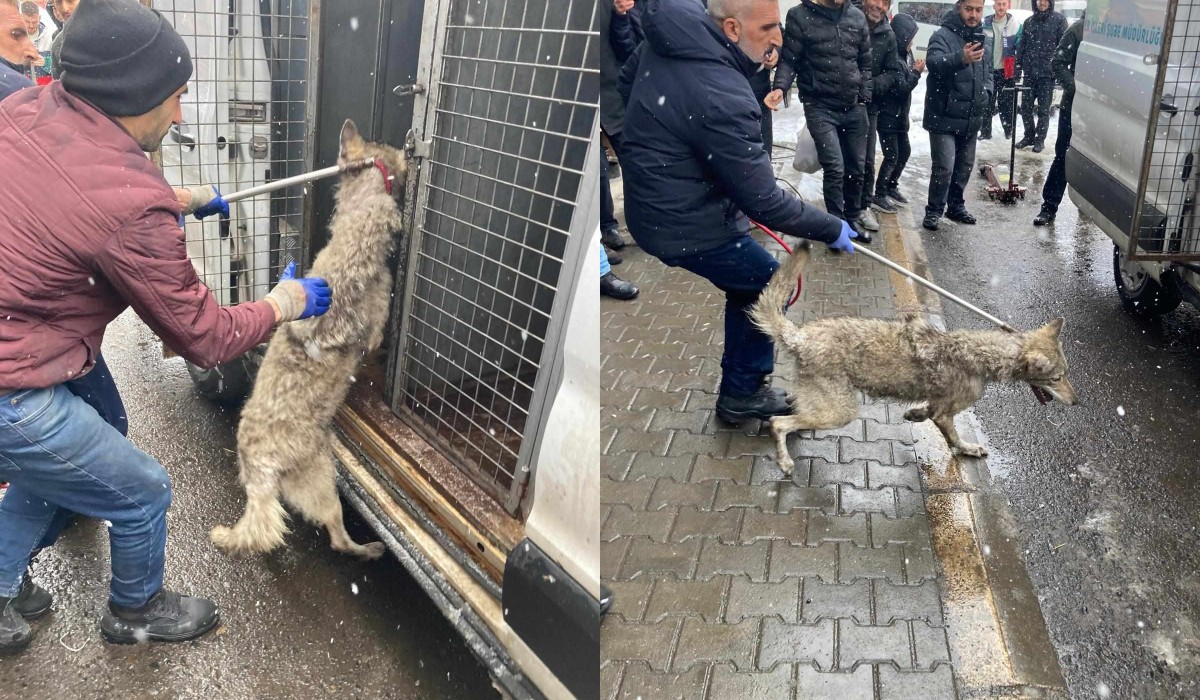 Bingöl’de Beklenmedik Misafir Kurt, Lastiklerin Arasına Saklandı2