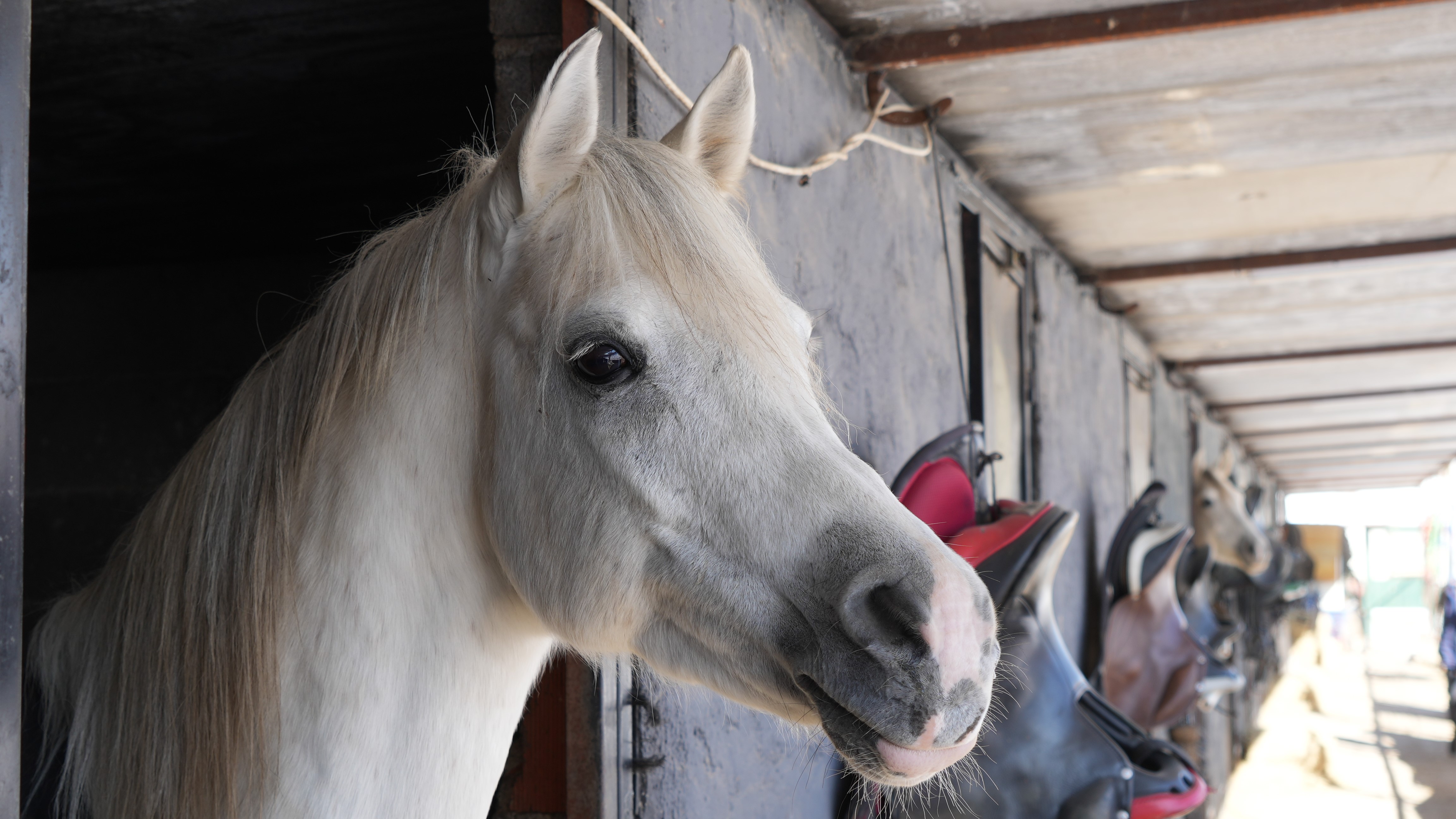 Hayvanlarlayaşam (12)