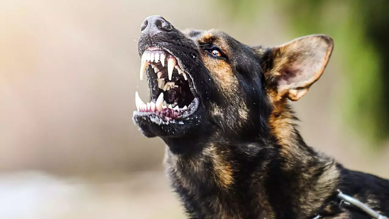 Kanal 7 Calisanina Basibos Kopek Saldirisi Sikayetlere Ragmen Toplanmadi 1692361831 172