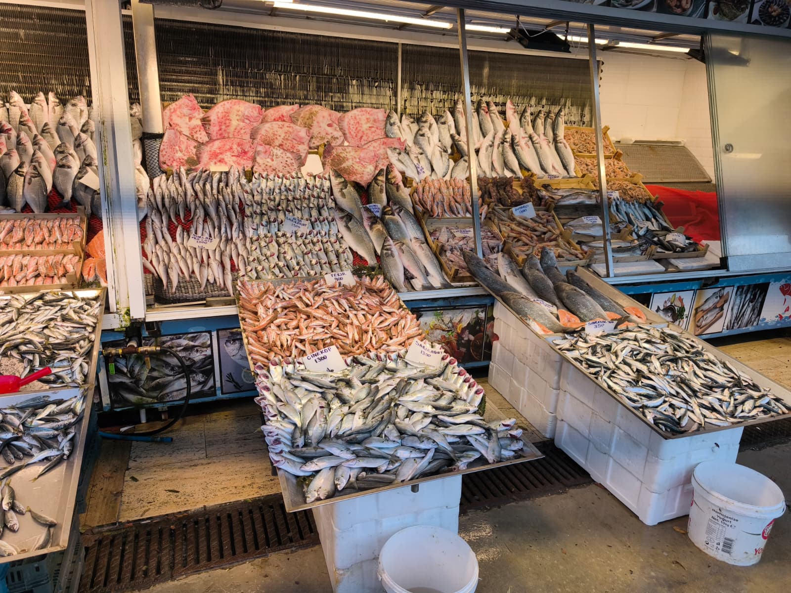 Soğuk Hava Balık Tezgahlarını Canlandırdı Hamsi Ve Istavrite Yoğun Ilgi2