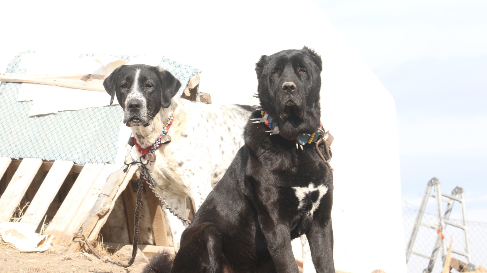 Whatsapp Image 2026 01 24 At 11.23.25 (2)