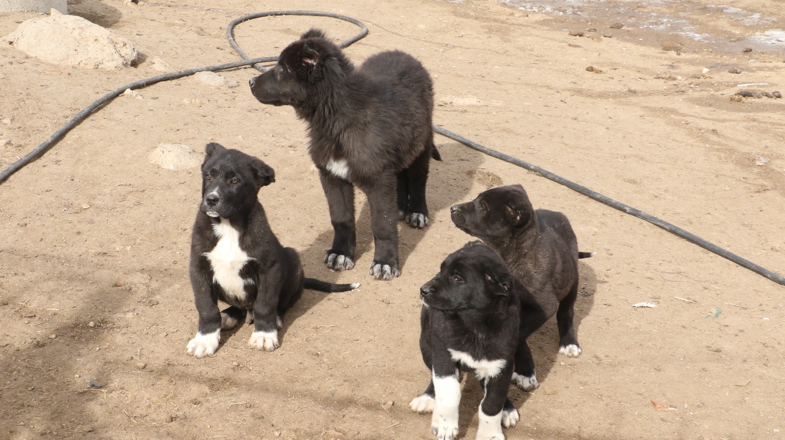 Whatsapp Image 2026 01 24 At 11.23.25 (5)