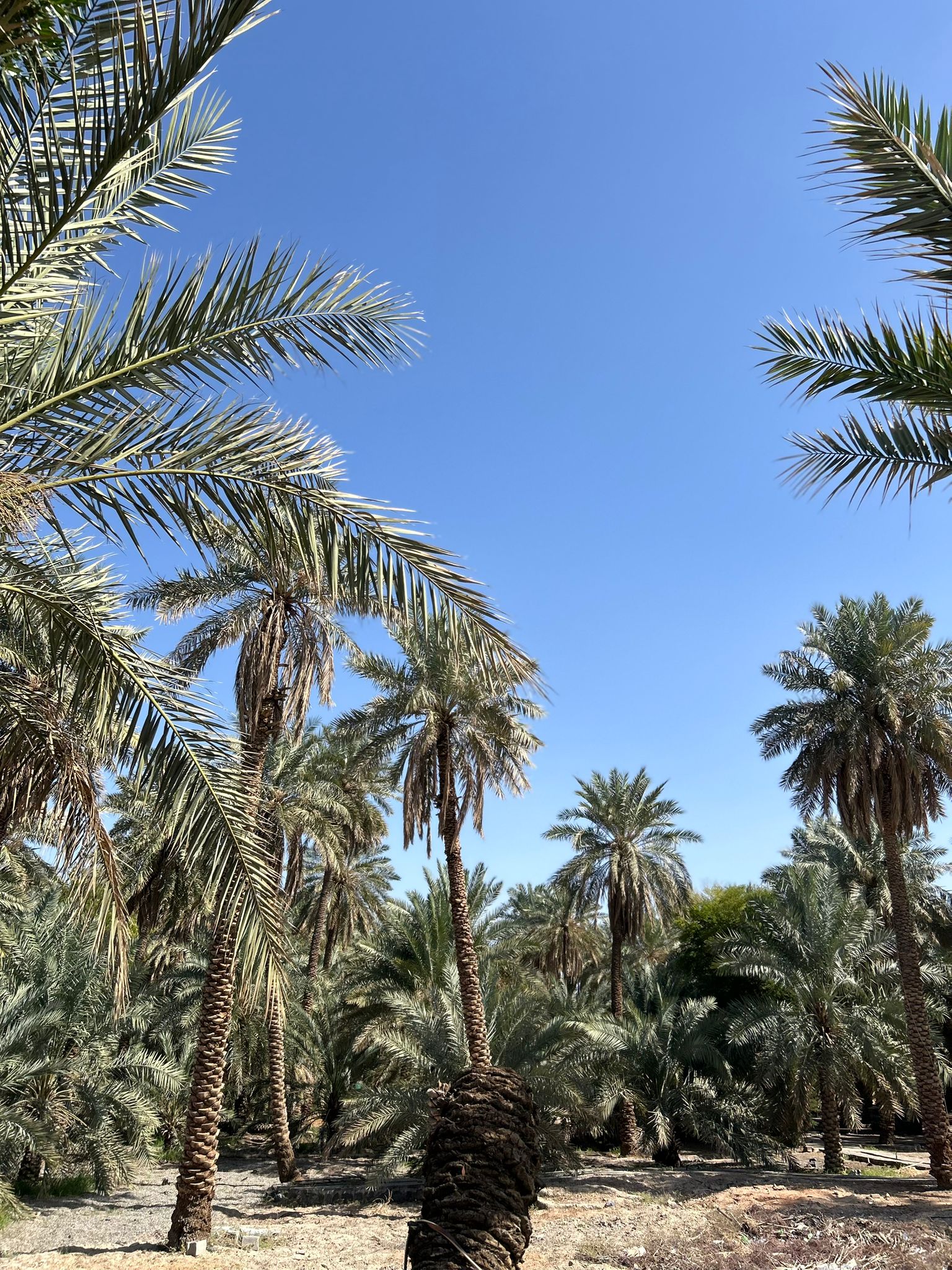 Whatsapp Image 2026 01 29 At 14.51.35