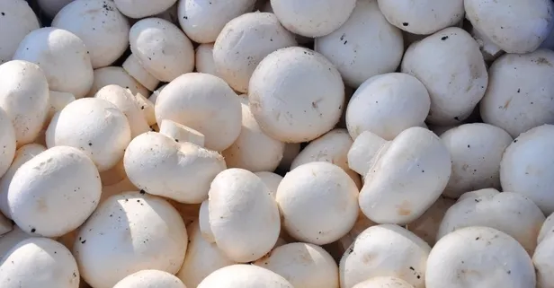 616X321 Evde Mantar Yetistiriciligi Nasil Yapilir Kultur Mantari Nasil Yetistirilir 1601366183693