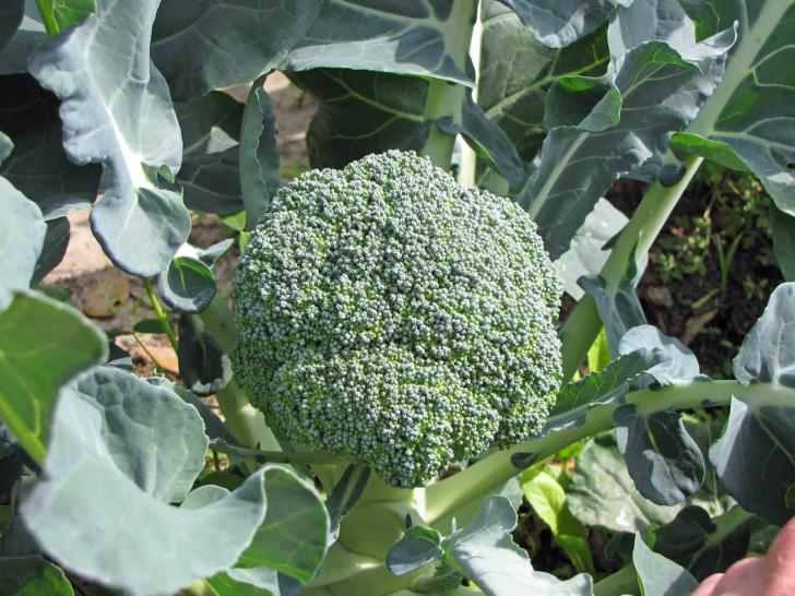 Brokoli Yetisme Kosullari 1