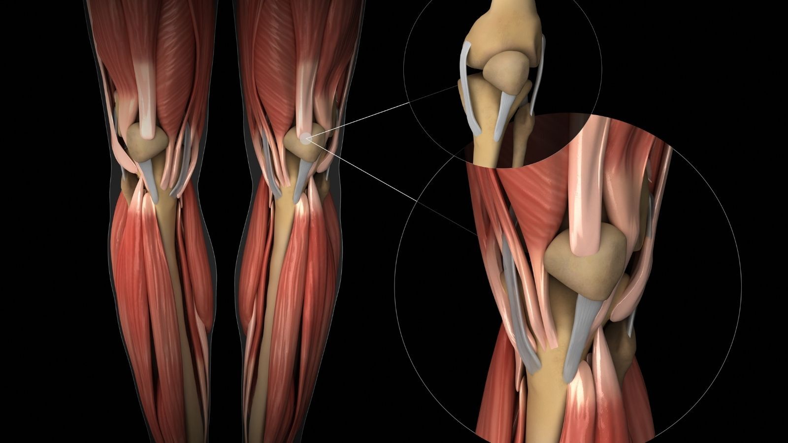 Diz Anatomisi – Kemikler Eklemler Kaslar Sinirler