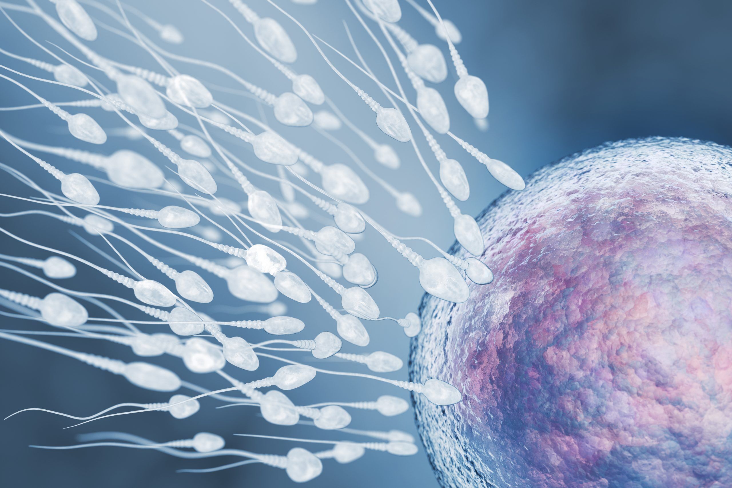 Illustration Of Sperm And Egg Cell 2021 08 26 15 33 00 Utc Scaled-1