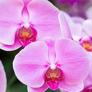 Orkide Nasil Bakilir Blog