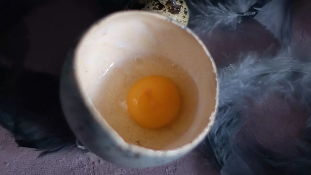 T25 Yumurta Boyle Ise Uzak Du 872