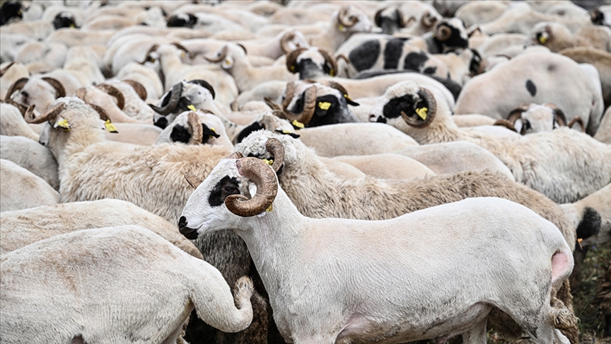 Thumbs B C 319E04Ef9C1B83F8000539Df60Bf5C26