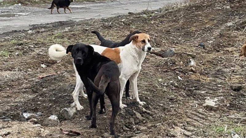 Urfada Sokak Hayvanları Toplatıldı
