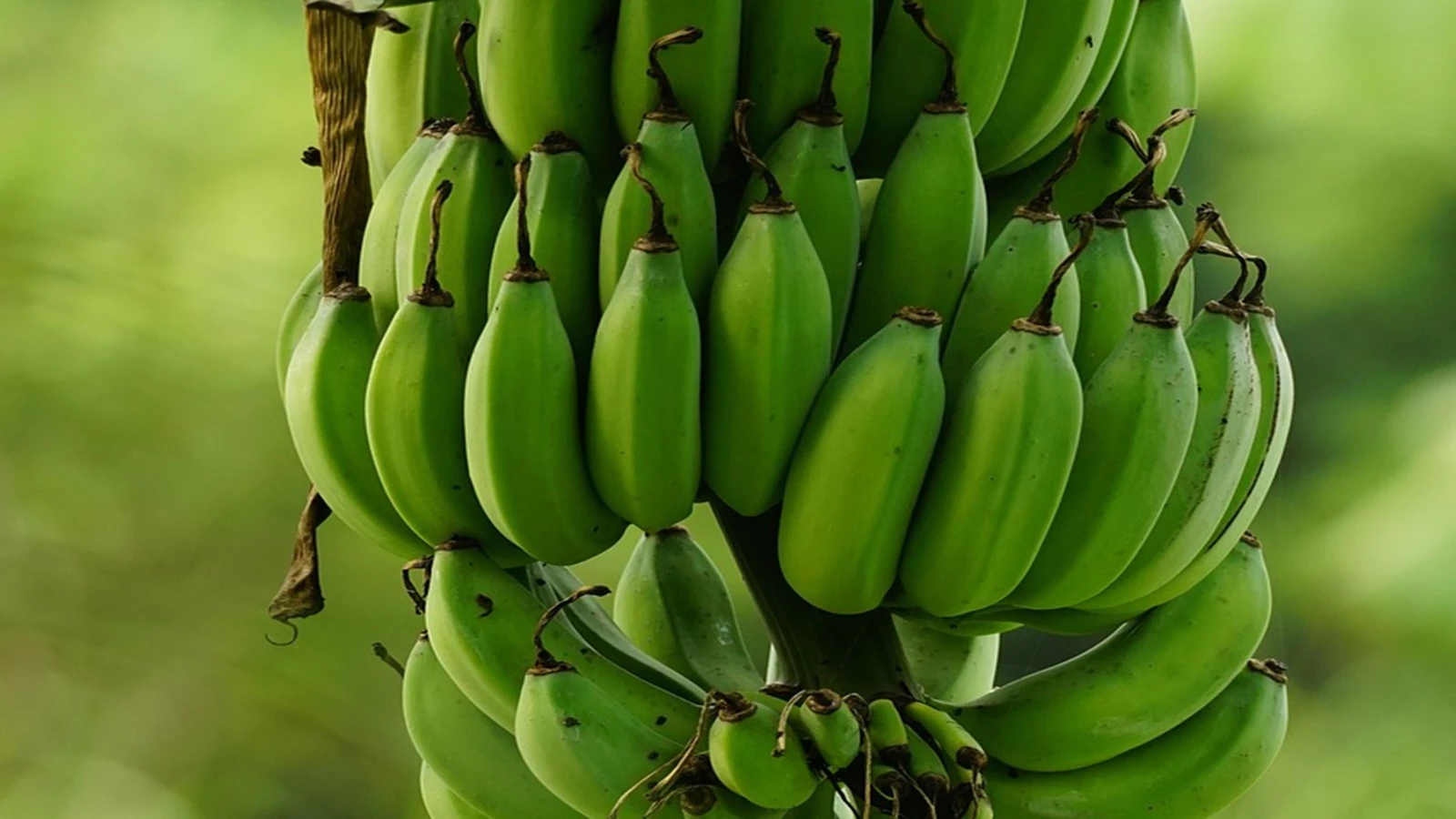 Yesil Muz Kanser Avcisi Cikti Gunde 1 Adet Tuketmek Bile Yeterliymis M9Xz