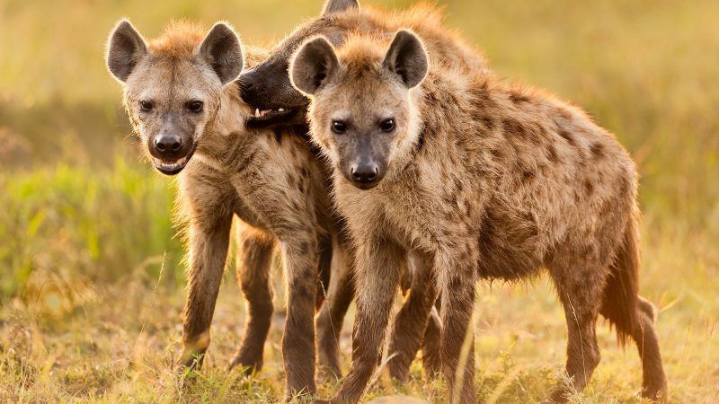 1605949214007 Hyenas E 1605668012333