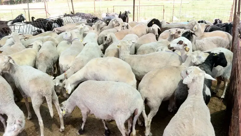 2026 Kurbanlik Fiyatlari Ne Kadar Oldu Kucukbas Ve Buyukbas Kurbanlik Canli Kilo Fiyati Kac Tl