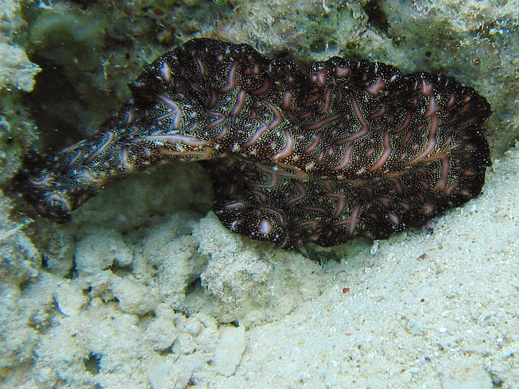 Bedford's Flatworm