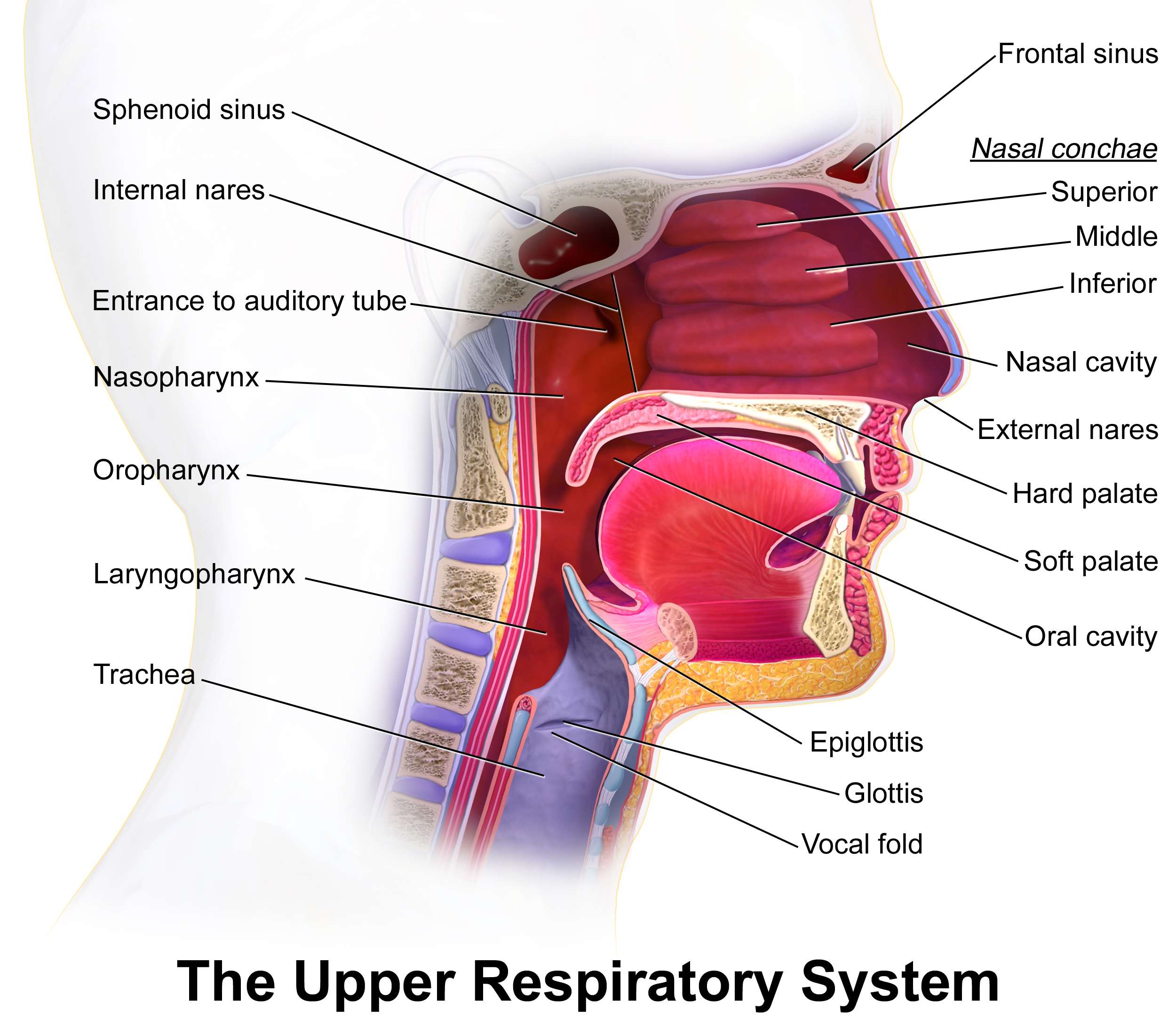 Blausen 0872 Upper Respiratory System
