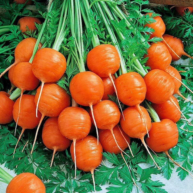 Havuc Tohumu Paris Market 1
