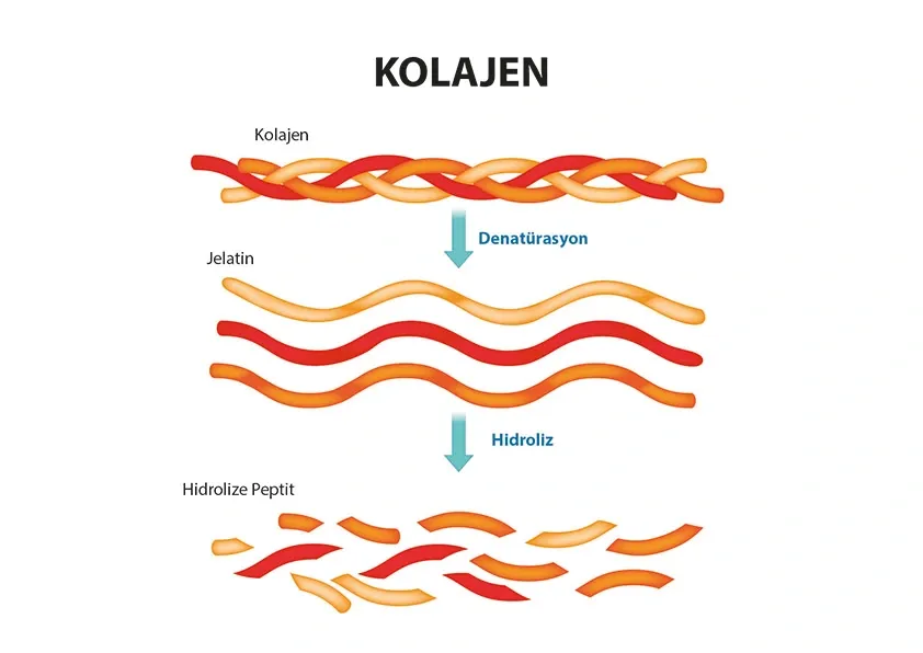 Hidrolize Kolajen Nedir