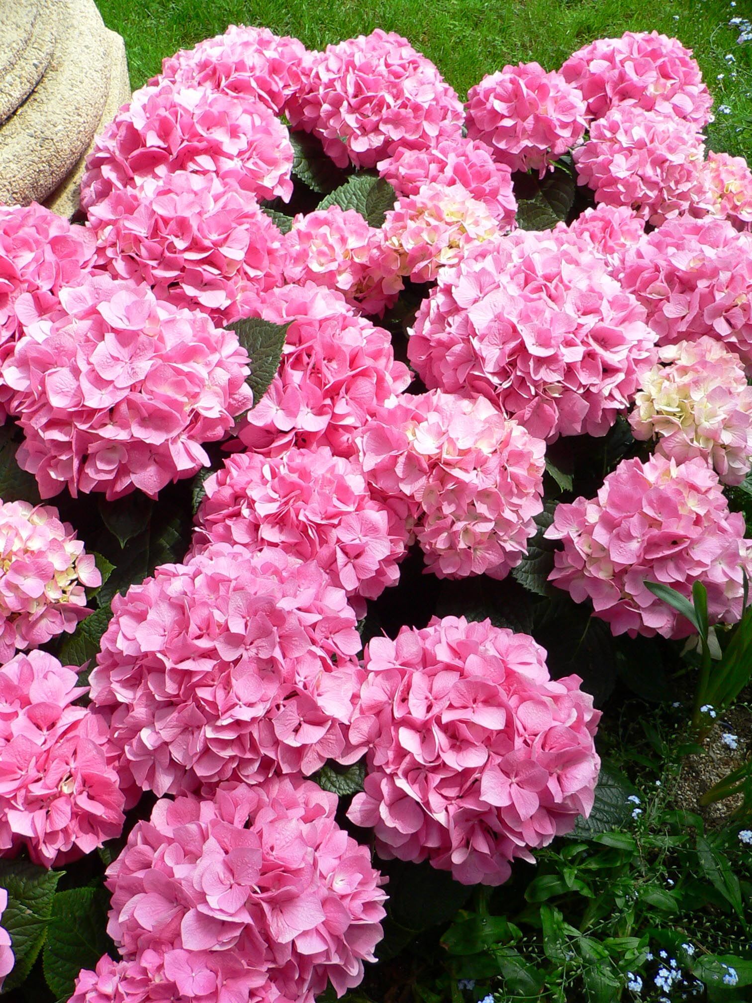 Hydrangea Macrophylla Bigleaf Hydrangea1