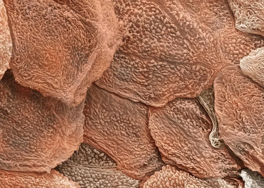 Image 103.Png