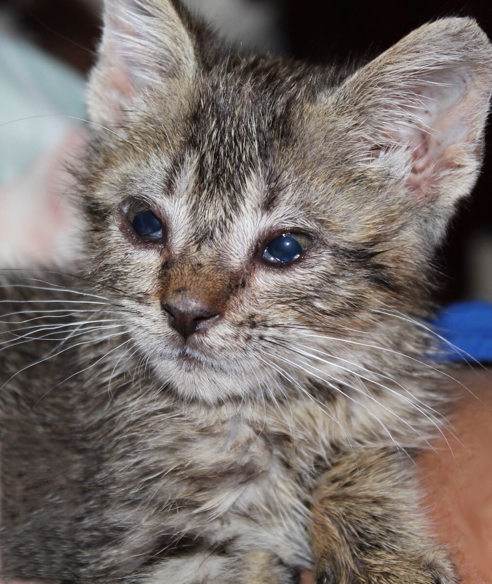 Kitten 2099333 1920
