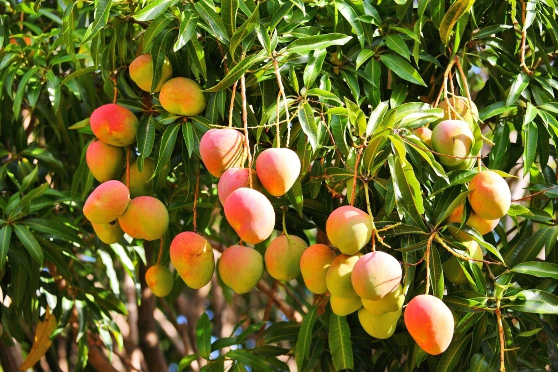 Mango 2