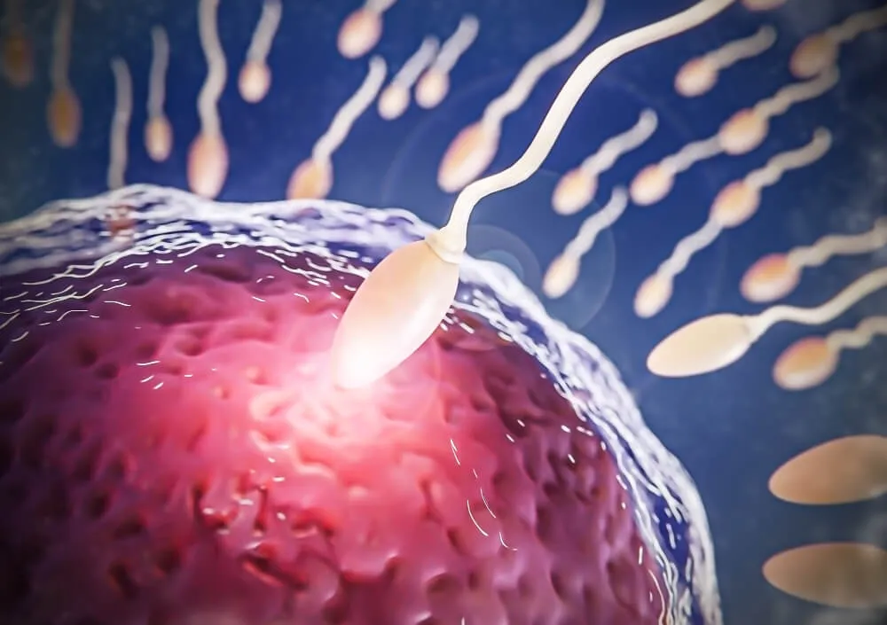 Meni Nedir Meni Ve Sperm Arasindaki Farklar.jpg