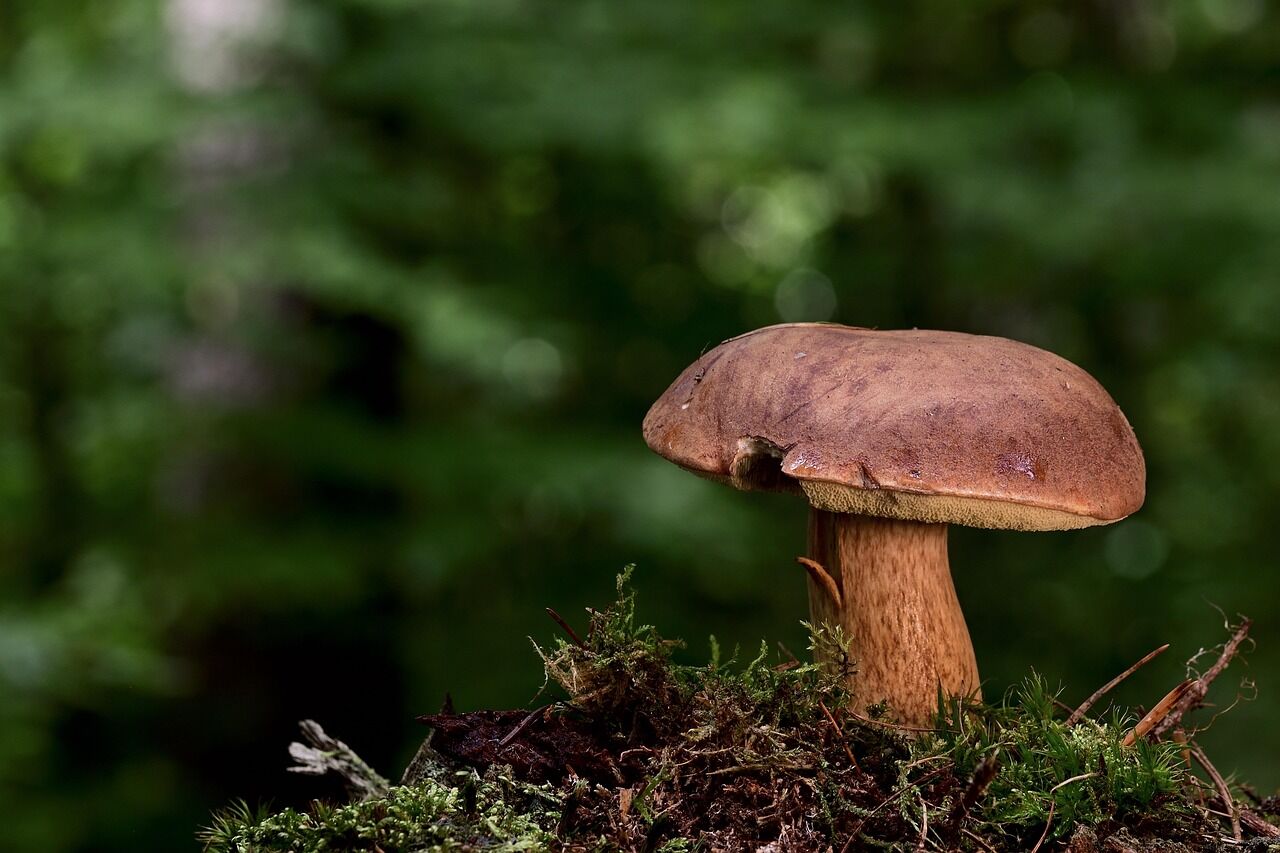 Mushroom 7528215 1280
