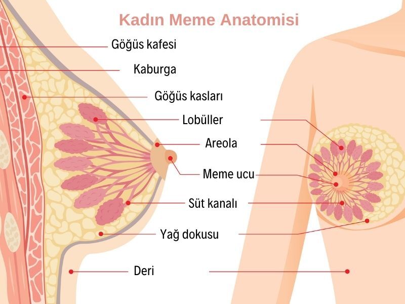 Normal Meme Yapisi
